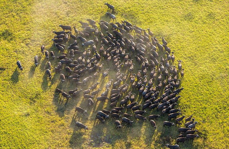 高清：摄影师高空俯拍非洲野生动物记录壮丽美景【7】