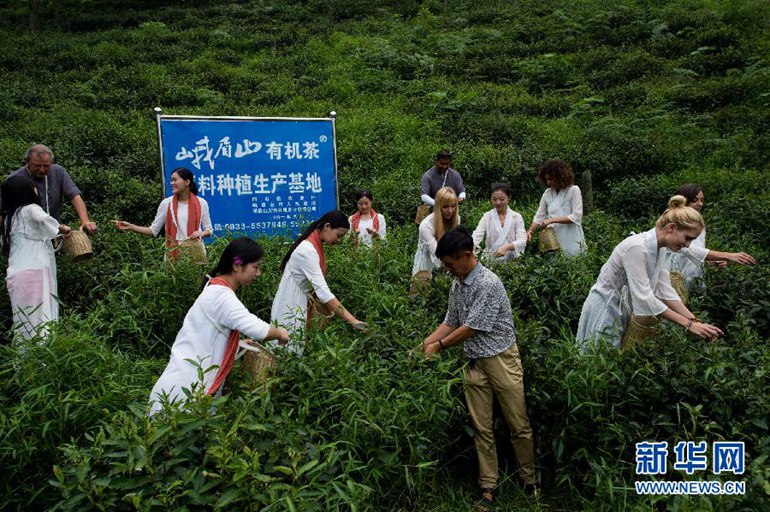 高清：欧洲熊猫粉丝在峨眉山体验茶文化【2】