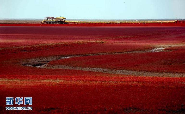 高清：辽宁盘锦20余万亩“红海滩”尽显秋季风情 