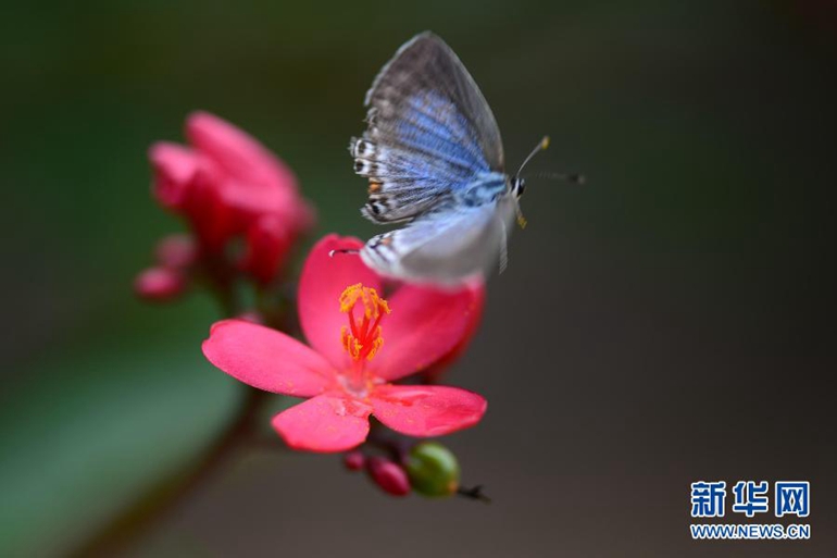 9月4日,在广西百色市右江边,一只蝴蝶在露珠晶莹的花瓣旁飞舞.