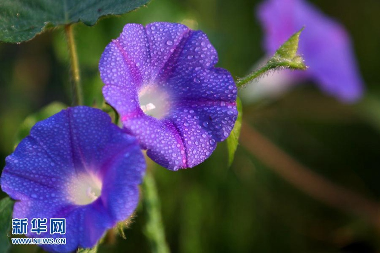 9��8�գ�ɽ����ׯ������԰��ǣţ�������¶�顣��¶ʱ�ڣ����⽥Ũ����Ө��͸�ĳ�¶�·����Ȼɢ������飬Ϊһ��һľ������һ�����������¡� �»��緢�����І� �㣩 