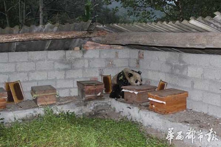 高清：“吃货”大熊猫下山偷吃10多箱蜂蜜
