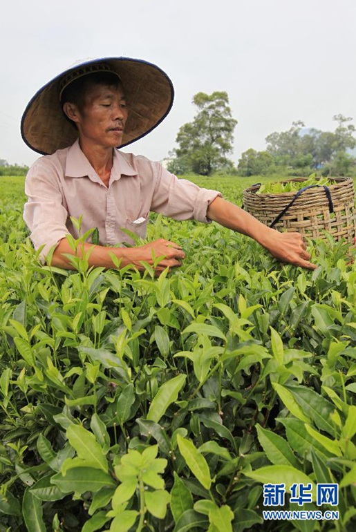9月17日，广西柳城县伏虎华侨农场有机茶生产基地的茶农在赶采“白露茶”。