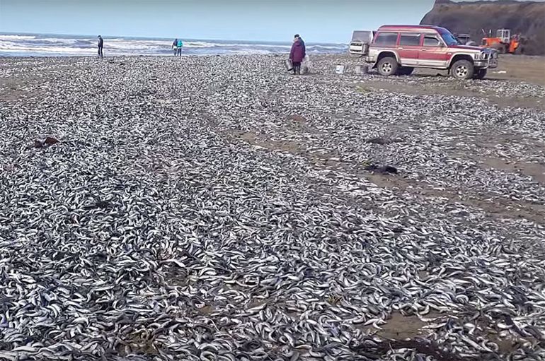 俄罗斯远东数万沙丁鱼被冲上岸。（网页截图）