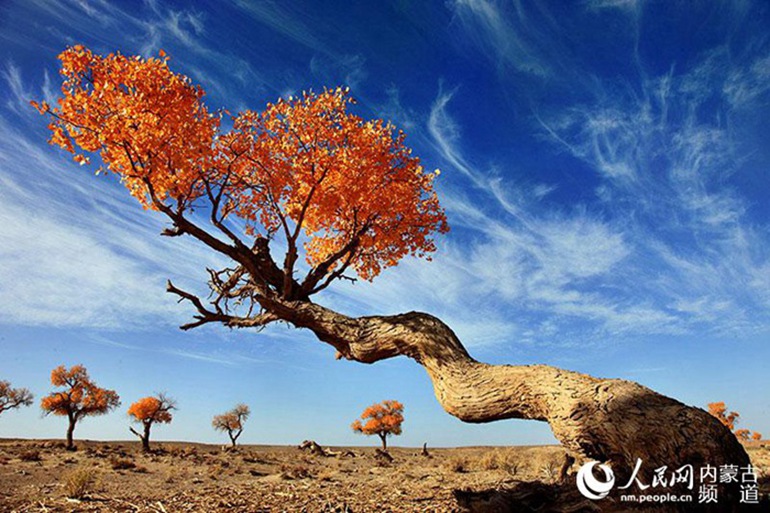 每年秋天，内蒙古阿拉善盟额济纳旗胡杨林是胡杨树魅力尽展的最美季节，一夜寒露会骤然把整片的胡杨树全部染黄。在短短的几天之内，绿色的胡杨叶全部变成纯粹的金黄，在湛蓝的天空下，在荒芜的沙漠中，宛如阳光一般明媚灿烂。而当寒风乍起，一树的绚烂又落成满地金黄，这也成为旅行、摄影的黄金季节。