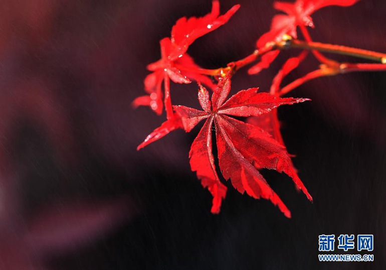 高清：秋色染枫林 红叶美如花
