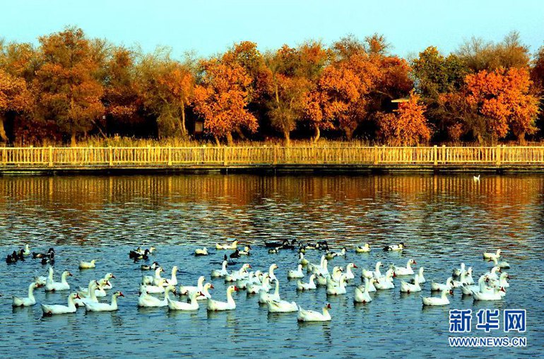在巴楚县胡杨海景区，水禽游弋在湖中（11月2日摄）。