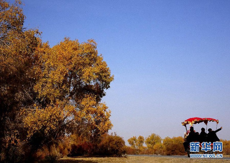 在巴楚县胡杨海景区，一辆旅游观光车驶向胡杨林观赏点（11月2日摄）。