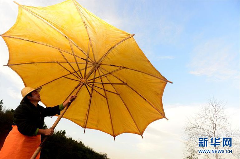 12月3日，在泾县昌桥乡孤峰村国民油布伞厂，工人在晾晒伞。