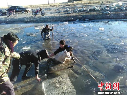 图为救援人员正在打捞落入河底的羊群。