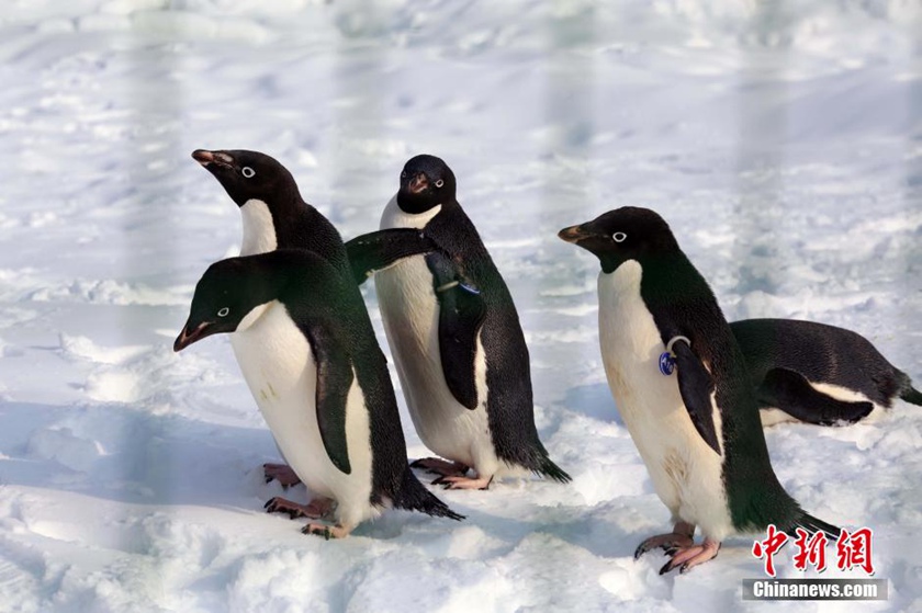 北京冰雪嘉年华举行 小企鹅呆萌引围观