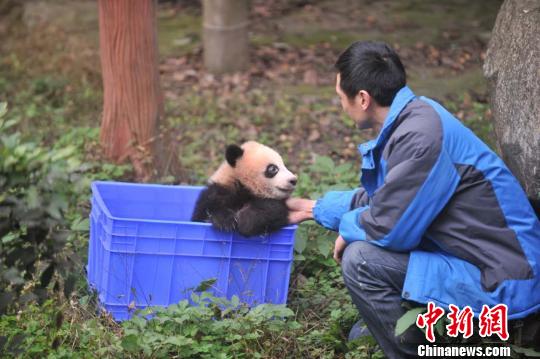 熊猫幼崽与饲养员互动。　钟欣　摄