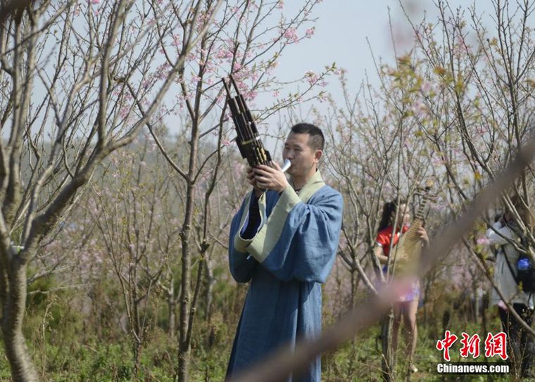 高清：春季赏花持续升温 湖南桂阳樱花园上演古装弹奏【5】