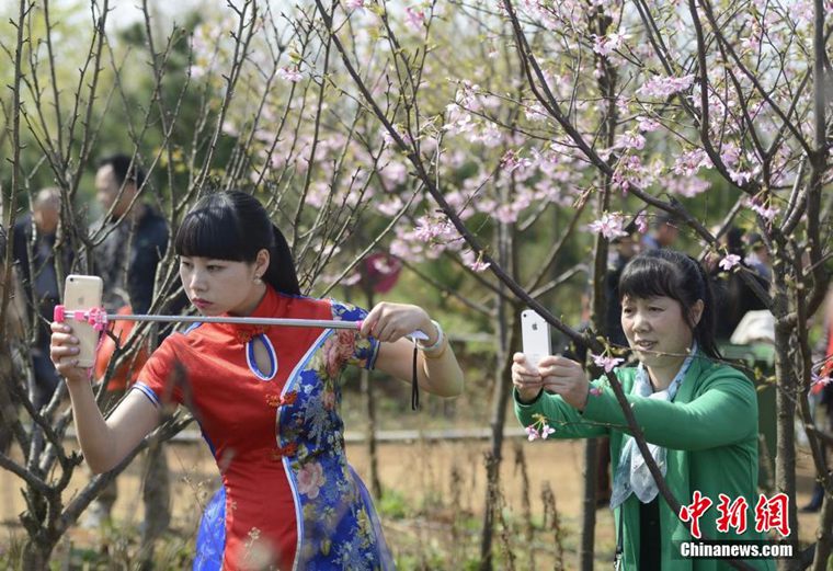 高清：春季赏花持续升温 湖南桂阳樱花园上演古装弹奏【4】