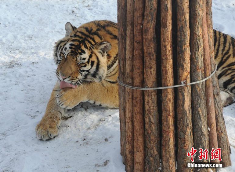 ���壺����ӭ��ѩ ����ѩ����ˣ��̬�ٳ���3��