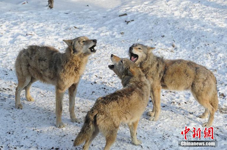 ���壺����ӭ��ѩ ����ѩ����ˣ��̬�ٳ���4��