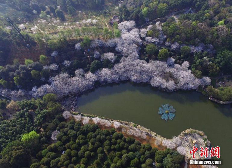 高清：湖南省植物园千株樱花盛开 梦幻花海醉游客【4】