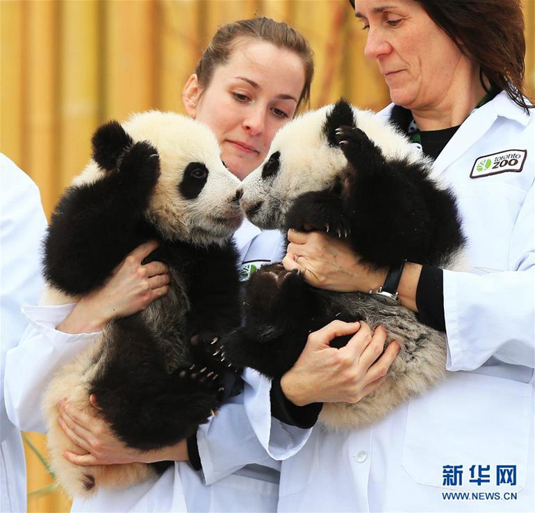 3月7日，在加拿大多伦多动物园，熊猫幼崽“加盼盼”（右）与“加悦悦”被饲养员抱着拍摄合影。 新华社发（邹峥摄）
