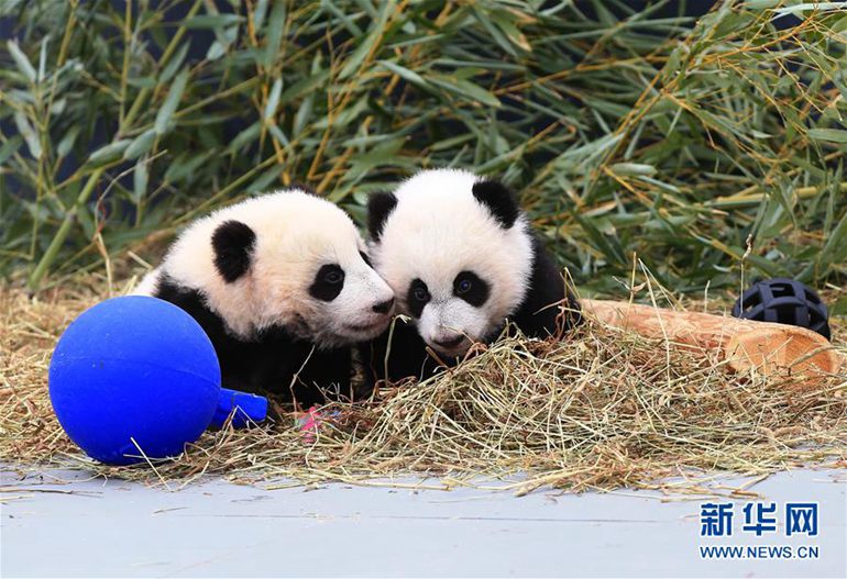 3月7日，在加拿大多伦多动物园，熊猫幼崽“加盼盼”（左）与“加悦悦”在活动区玩耍。 新华社发（邹峥摄）