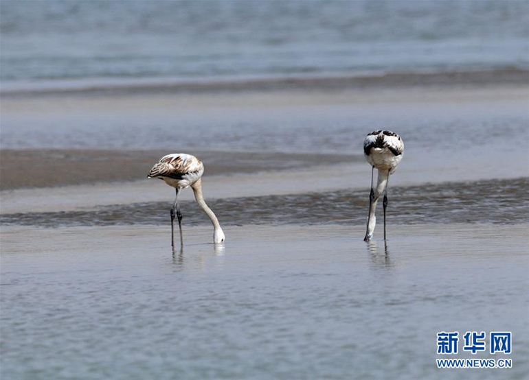 高清：黄河流域首次迎来火烈鸟