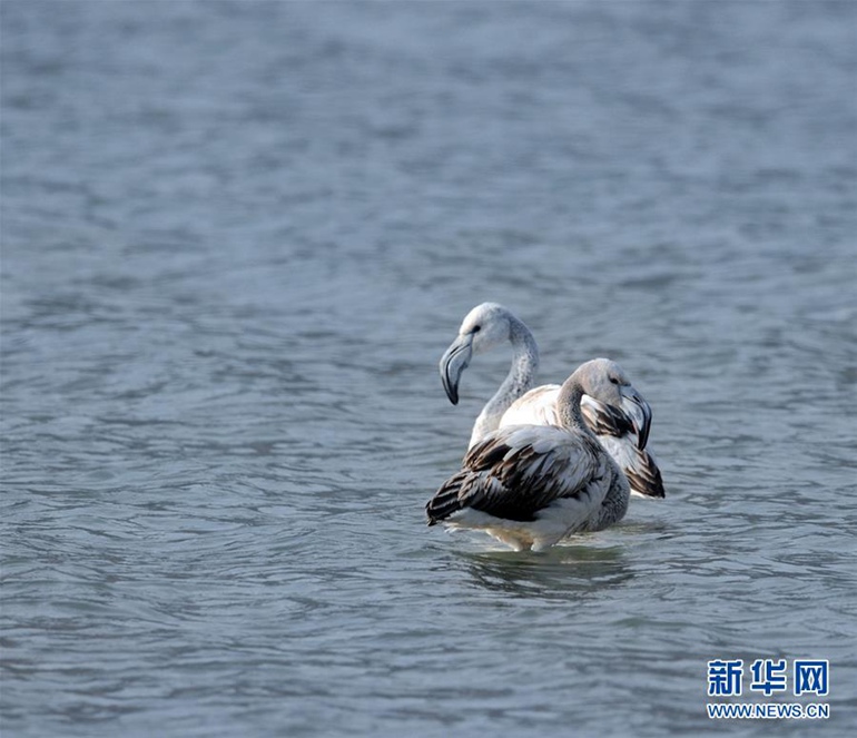 高清：黄河流域首次迎来火烈鸟【2】