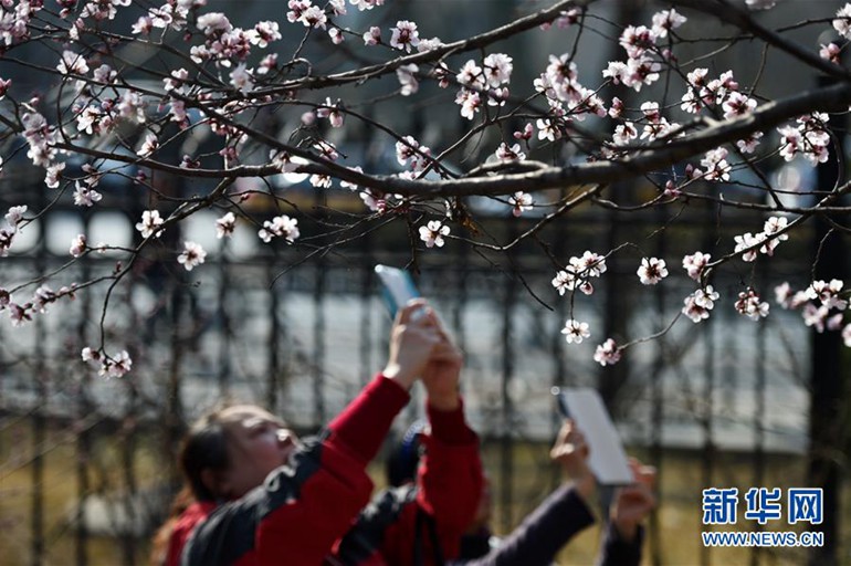 3月14日，游客在玉渊潭公园拍摄山桃花。