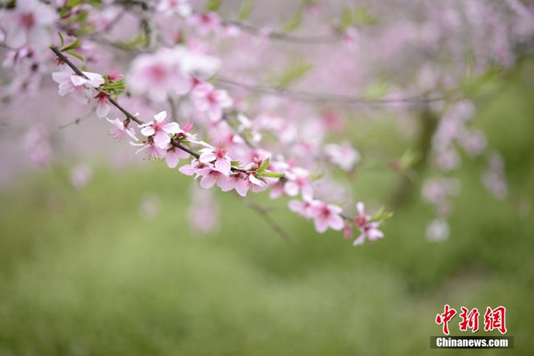 桃花园美景。 徐世钊 摄