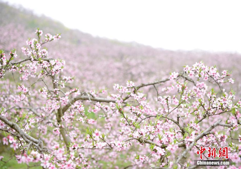 高清：贵州镇远桃花园 春风得意百花艳  