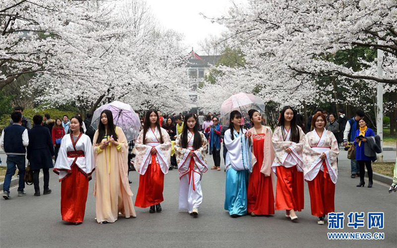 南京林业大学樱花节开幕 校园内游人如织(高清