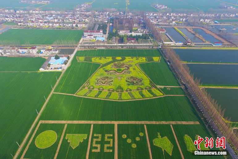 3月21日，农民在田野内“编织”“龙袍”。