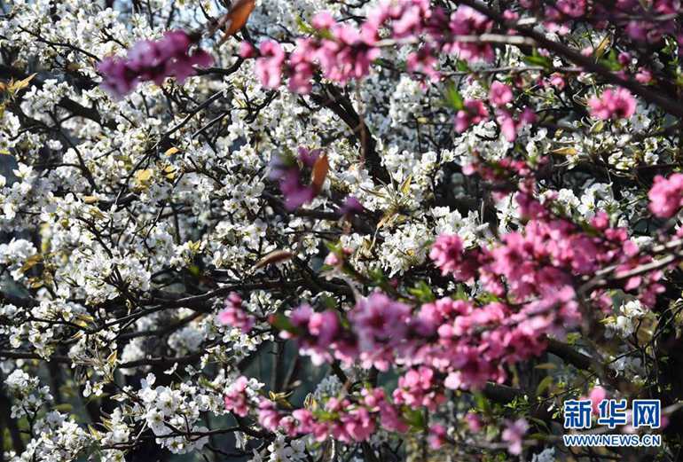 昆明市高新区一丘田秋木箐宝珠梨庄园梨花、桃花竞相开放（3月21日摄）。