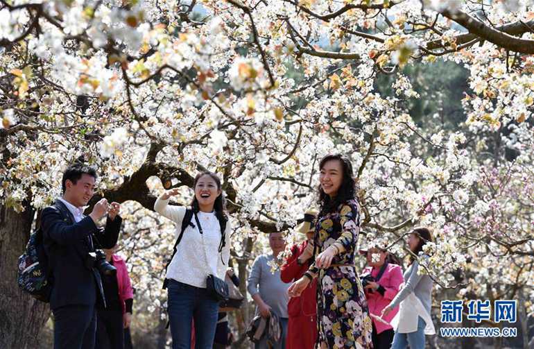 3月21日，游客在昆明市高新区一丘田秋木箐宝珠梨庄园赏花拍照。