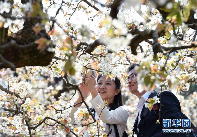  3月21日，游客在昆明市高新区一丘田秋木箐宝珠梨庄园赏花拍照。