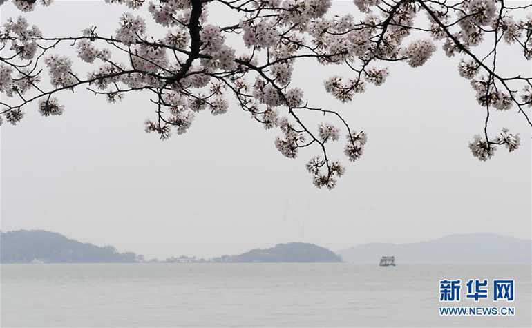 这是3月22日拍摄的无锡太湖鼋头渚风景区盛开的樱花。