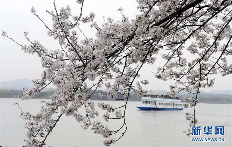 这是3月22日拍摄的无锡太湖鼋头渚风景区盛开的樱花。
