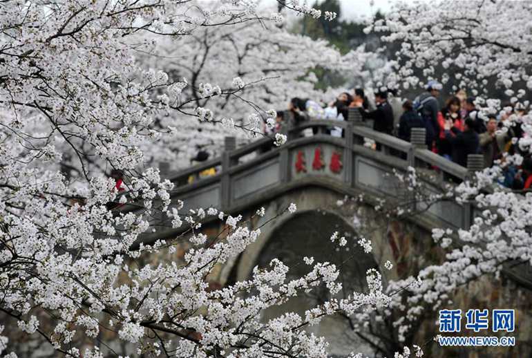 3月22日，游客在无锡太湖鼋头渚风景区观赏樱花。