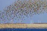 鸭绿江湿地“万鸟逐浪”
