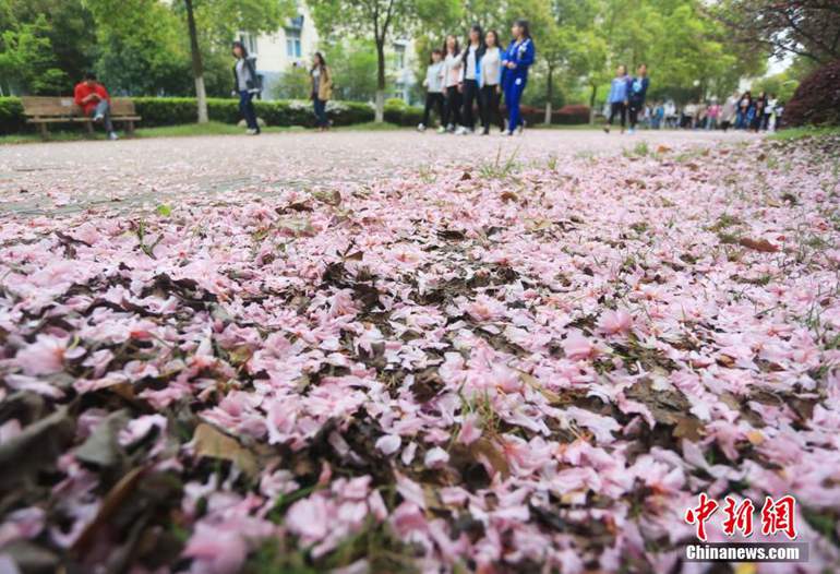 ���壺����һ��У����Ʈ�䡰��ɫ�ꡱ ʢ��ӣ����ѧ�ӡ�2��