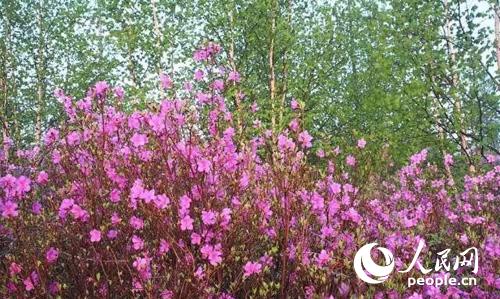 杜鹃花