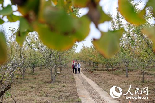 �ο���Ӱ����