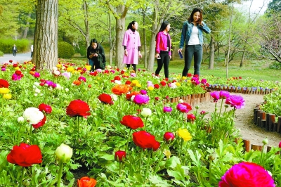 北京香山可赏春花观“秋色”