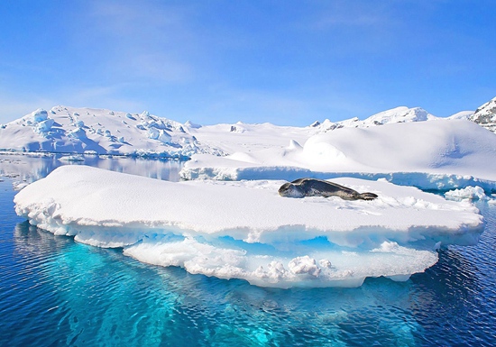南极海豹。HHtravel鸿鹄逸游供图