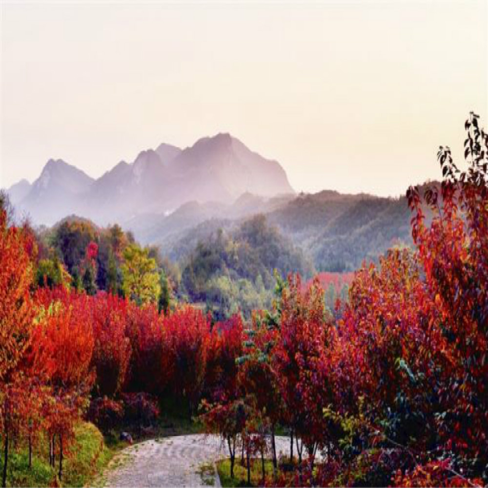 贵州省-百里杜鹃管理区享有“地球彩带、杜鹃王国”之美誉。是国家5A级旅游景区、国家生态旅游示范区、世界唯一的杜鹃花国家森林公园、国家风景名胜区、国家自然保护区。