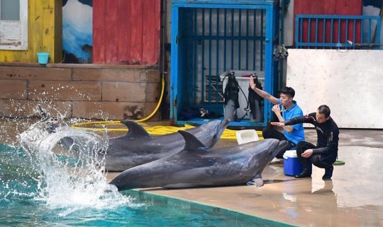 海豚驯养师：酷暑中的“冷工作”