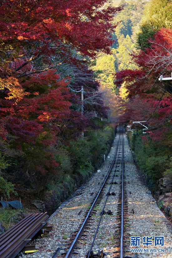 图为通往筑波山顶的缆车道两旁的红叶。