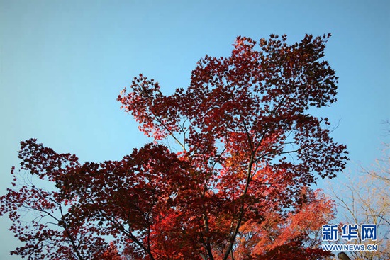 图为筑波山上的红叶。