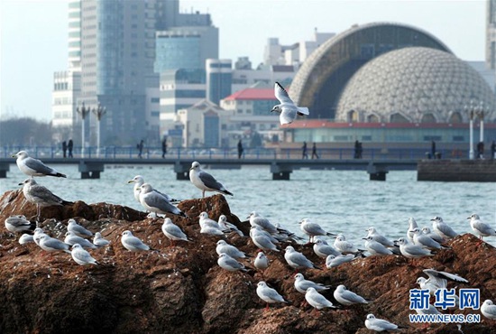 一群海鸥在青岛栈桥景区附近的礁石上歇息（12月28日摄）。