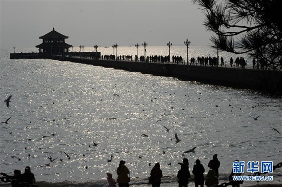 12月28日，游客在青岛栈桥景区观赏海鸥。