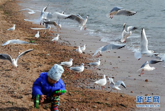 12月28日，一名小男孩在青岛栈桥景区附近沙滩上玩耍。