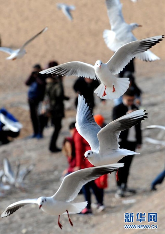 12月28日，游客在青岛栈桥景区观赏海鸥。